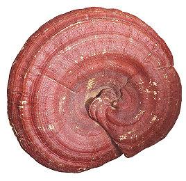 全新粉丝马里奥项目《超级马里奥和彩虹星》亮相